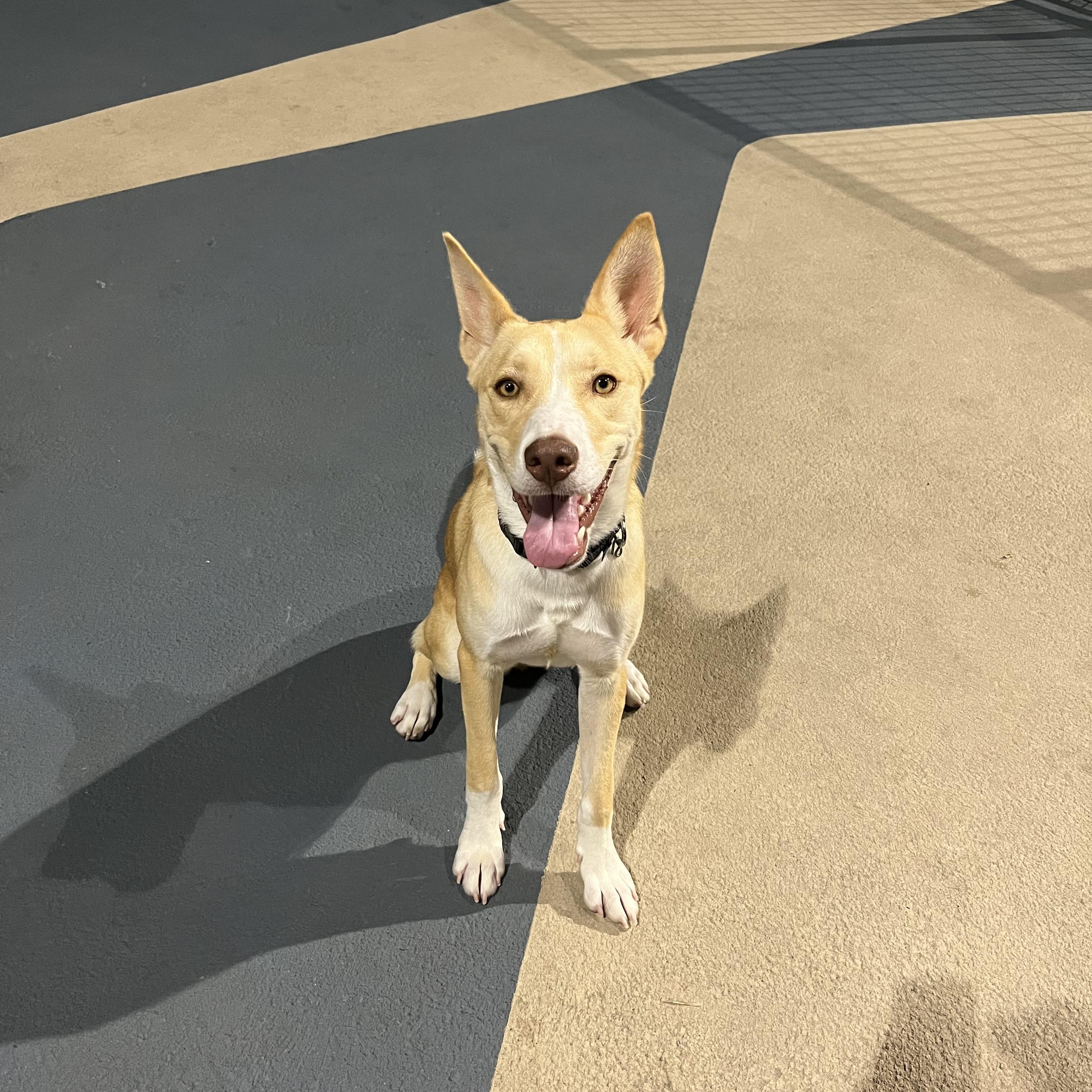 Enlarge Gitzi, a Adoptable mixed breed in New York, NY image 4/5