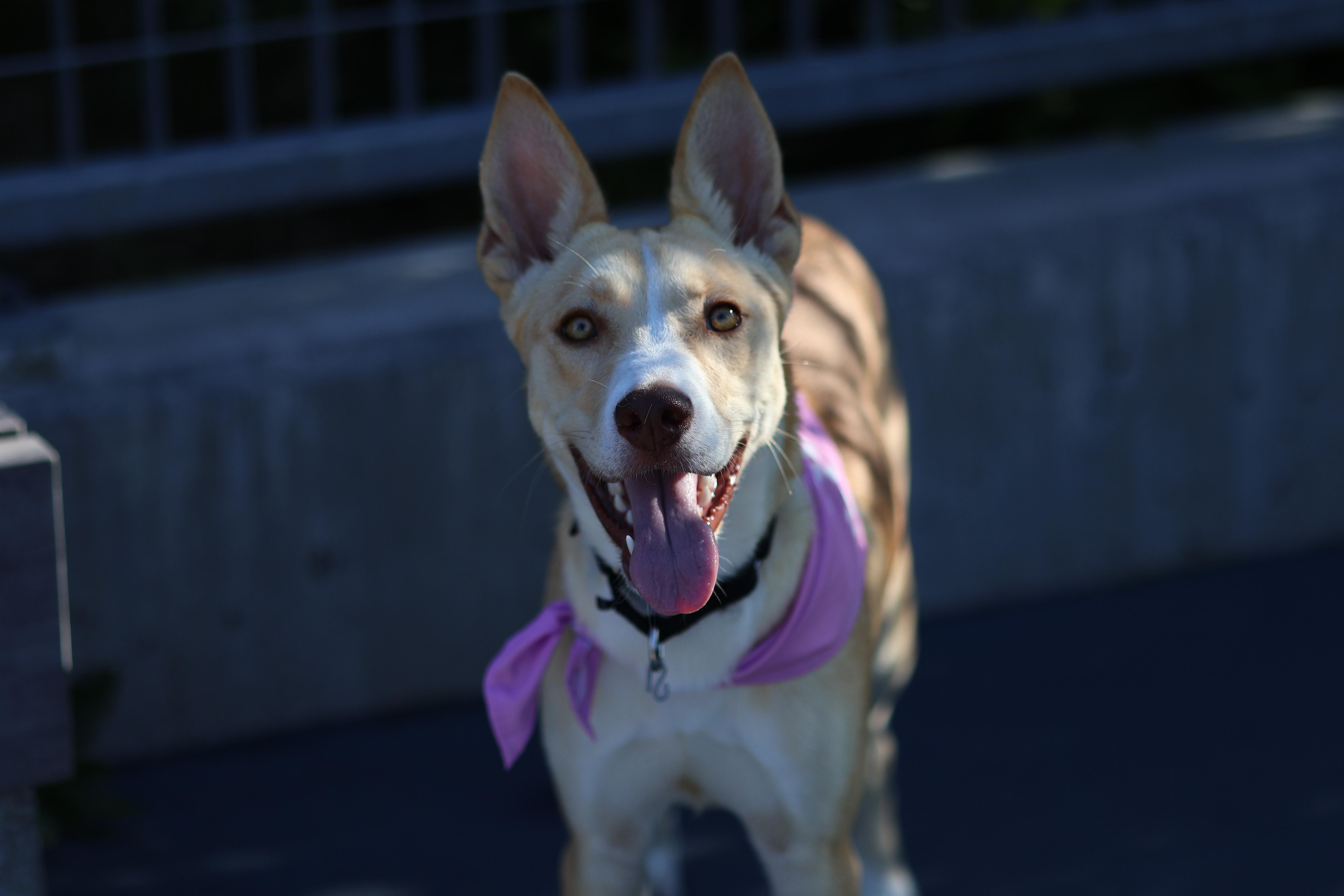 Enlarge Gitzi, a Adoptable mixed breed in New York, NY image 3/5