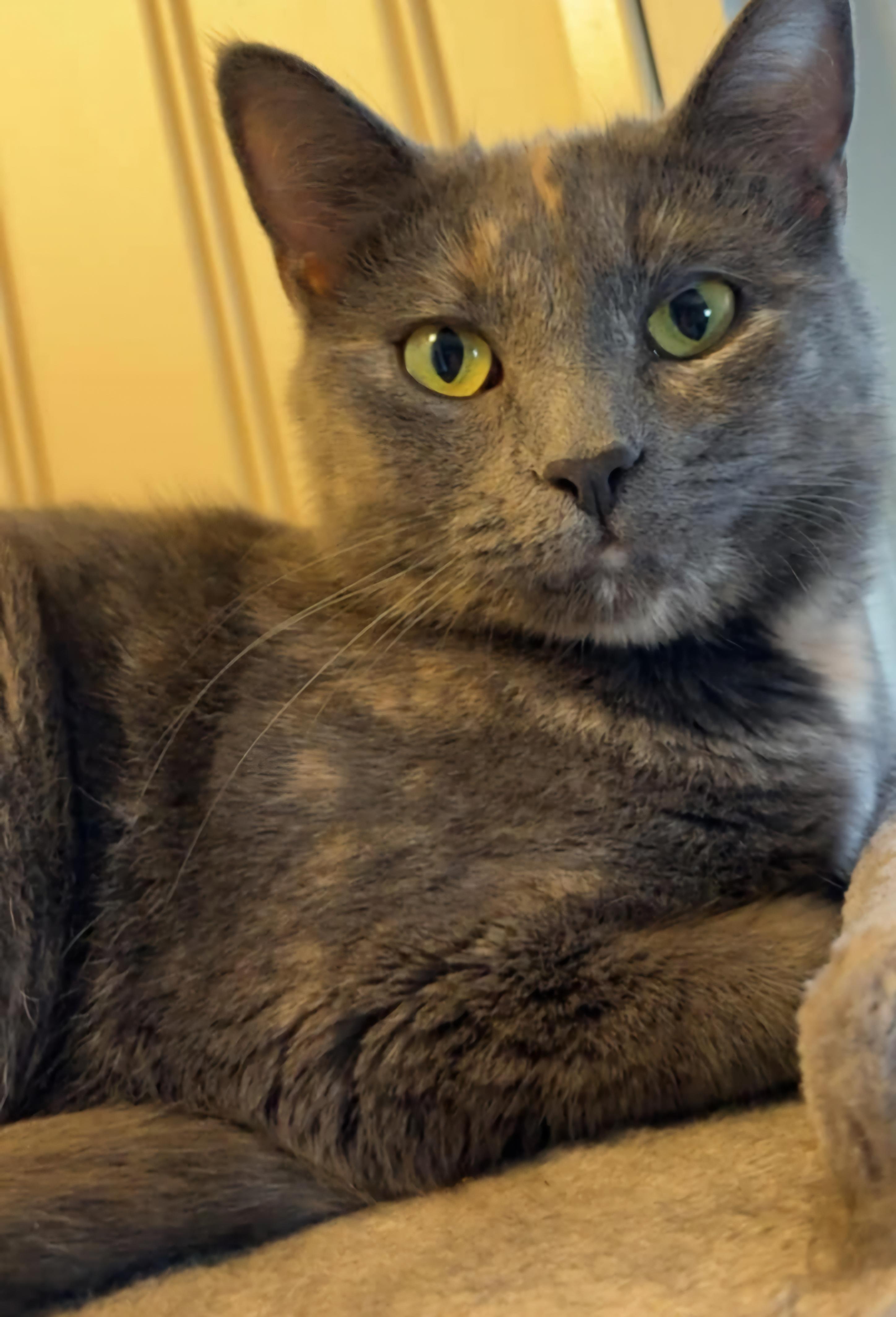 Beatrix, a Adopted Dilute Tortoiseshell in Irwin, PA image 1/4