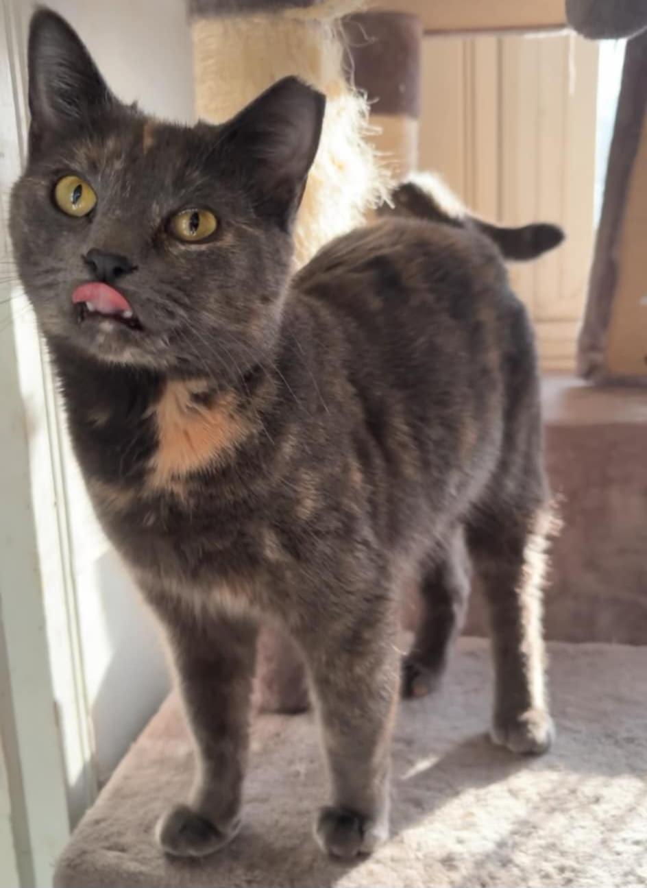 Beatrix, a Adopted Dilute Tortoiseshell in Irwin, PA image 4/4