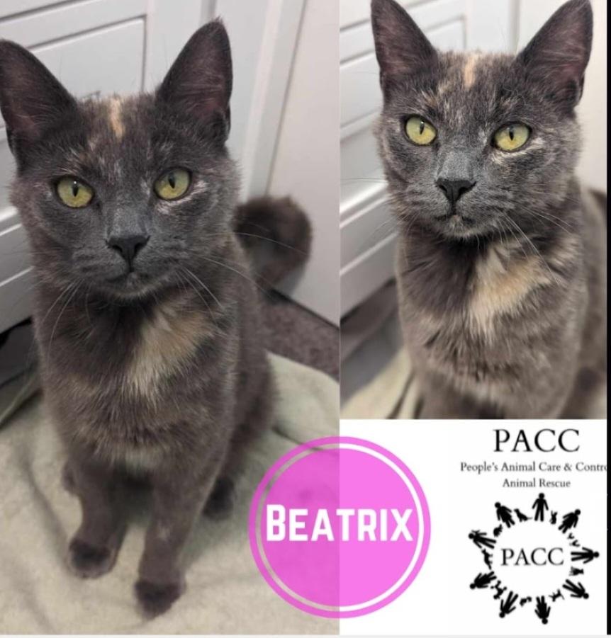 Beatrix, a Adopted Dilute Tortoiseshell in Irwin, PA image 3/4