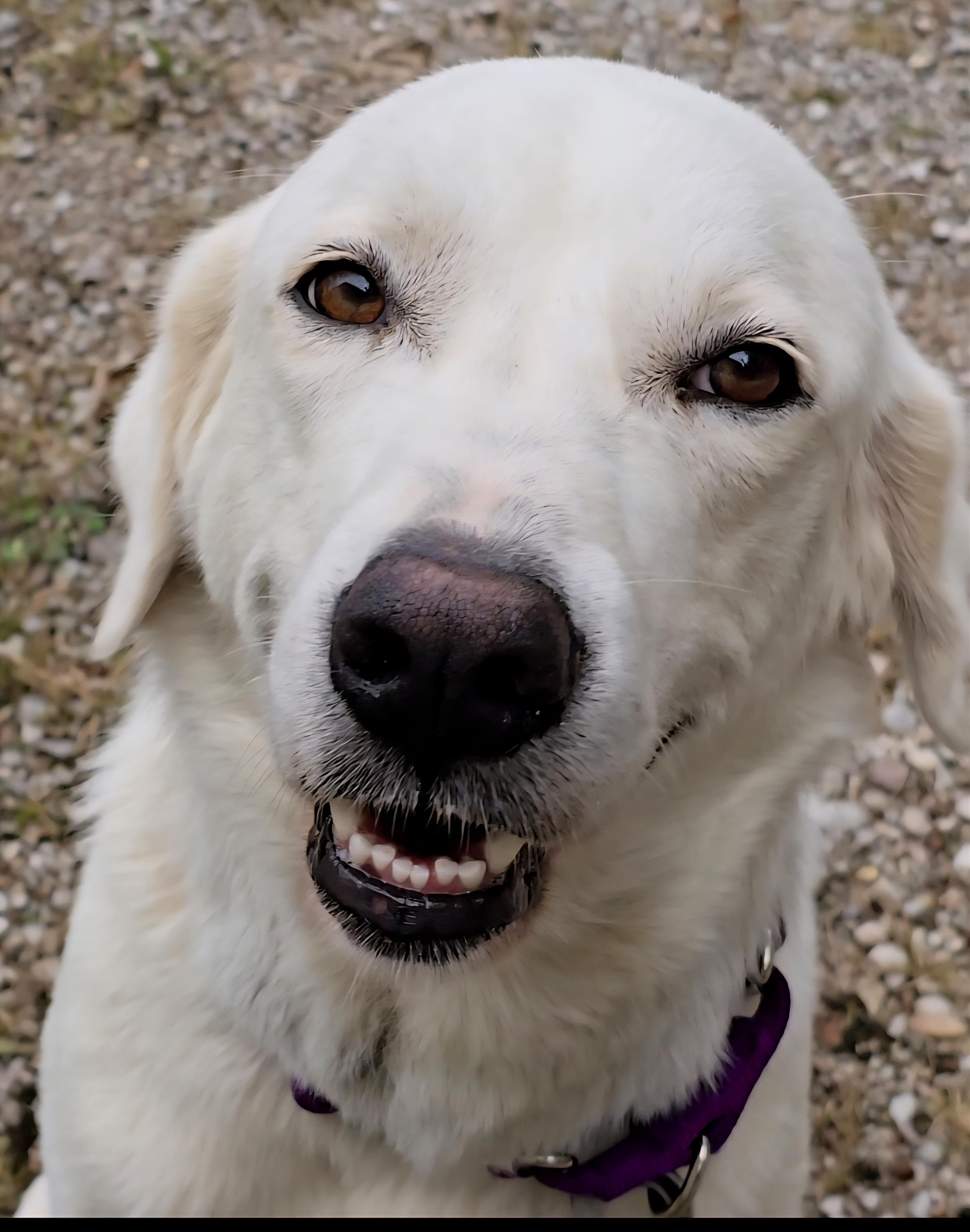 Enlarge Harriett, a ADOPTABLE Great Pyrenees in Corinth, MS image 3/6