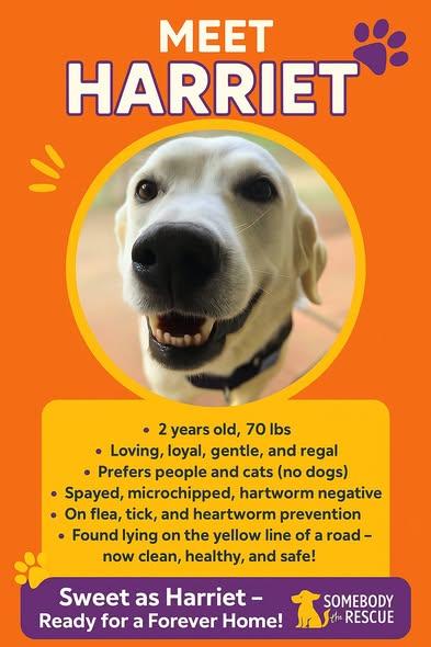 Harriett, ADOPTABLE, Adult Female Great Pyrenees.