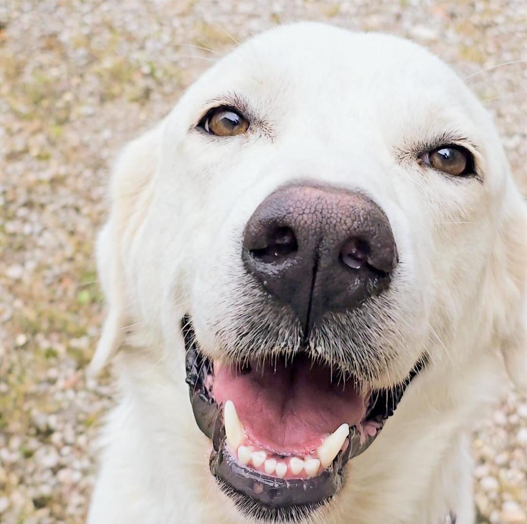 Enlarge Harriett, a ADOPTABLE Great Pyrenees in Corinth, MS image 4/6