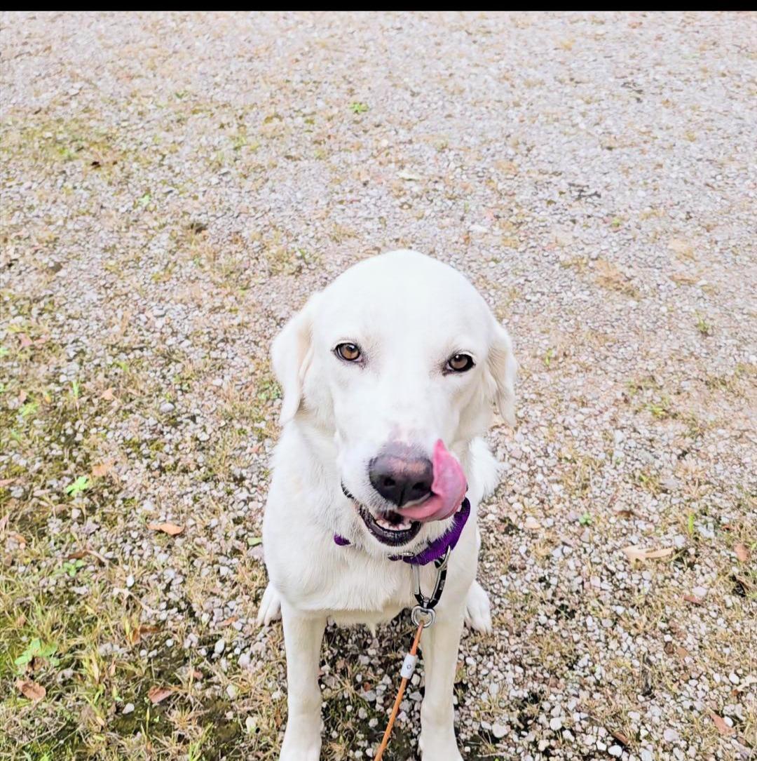 Enlarge Harriett, a ADOPTABLE Great Pyrenees in Corinth, MS image 6/6