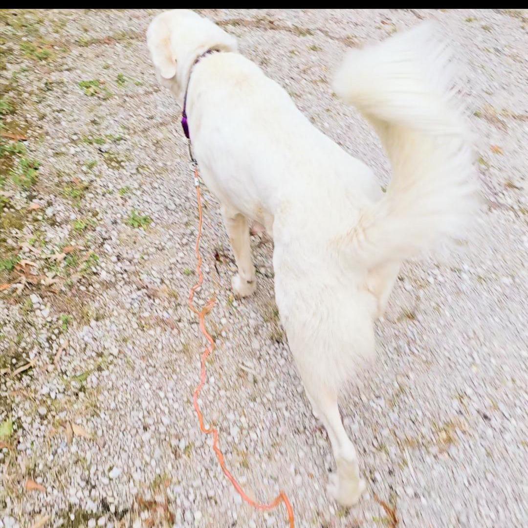 Enlarge Harriett, a ADOPTABLE Great Pyrenees in Corinth, MS image 5/6