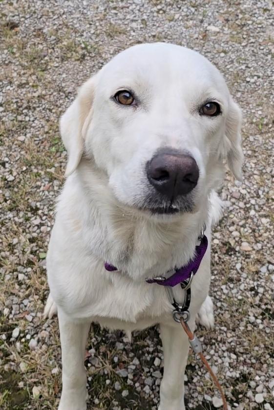 Enlarge Harriett, a ADOPTABLE Great Pyrenees in Corinth, MS image 2/6