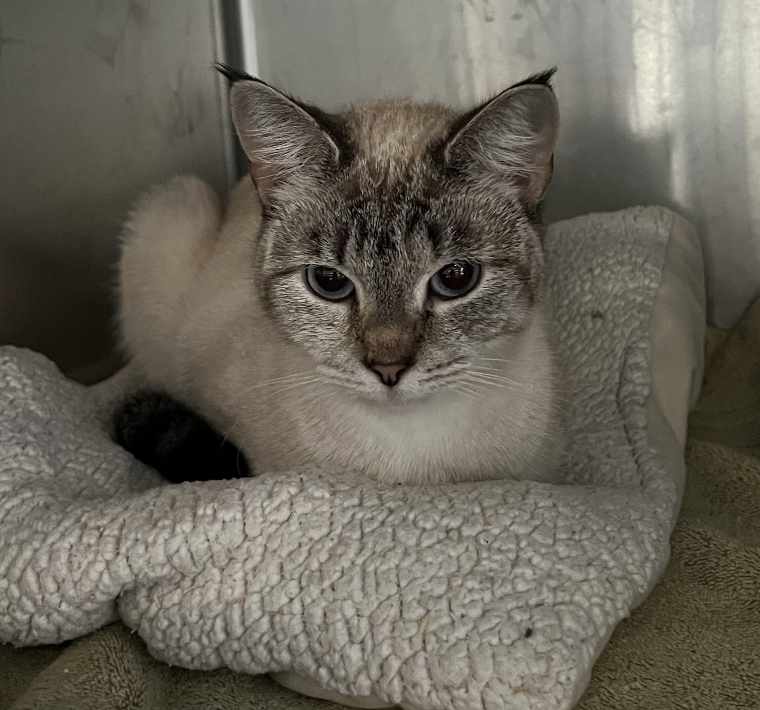 Azura, adopted, Young Female Domestic Short Hair.