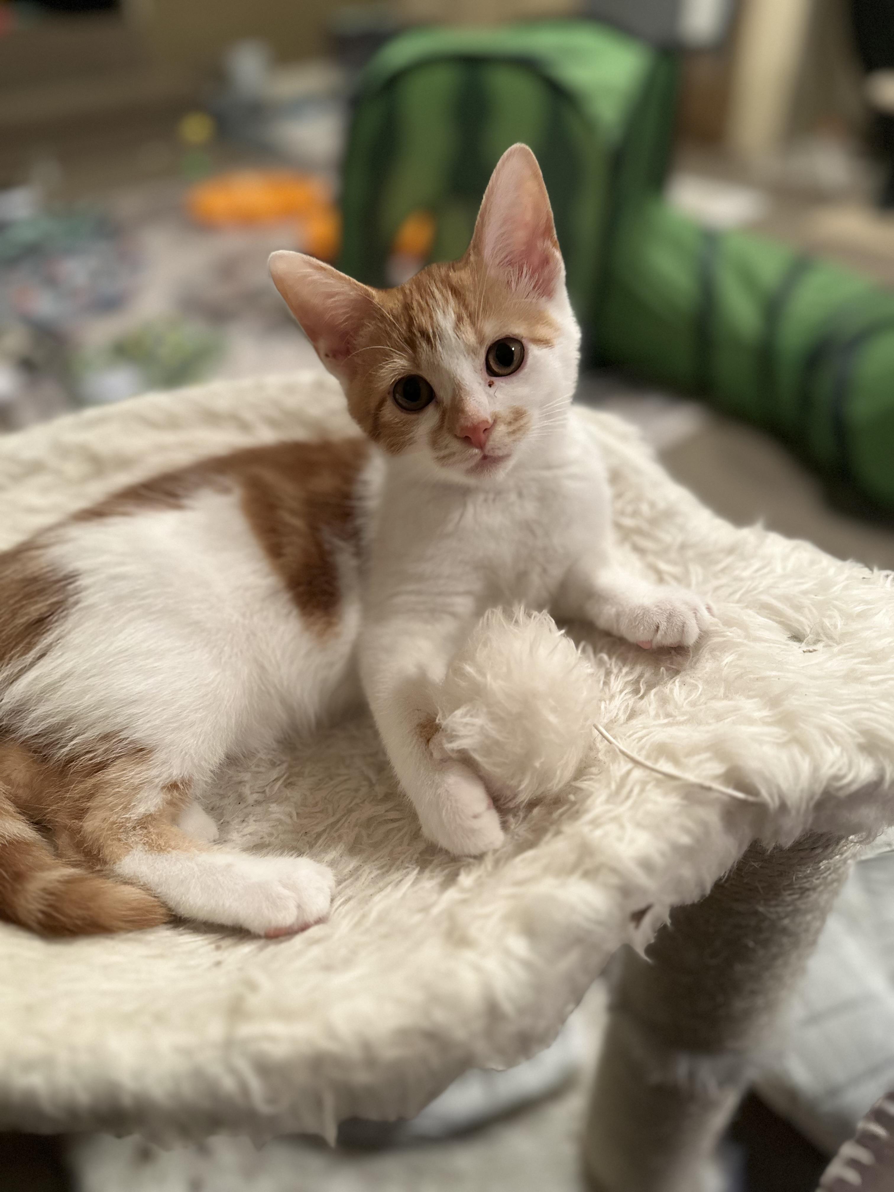 Jace, adopted, Kitten Male Domestic Short Hair.
