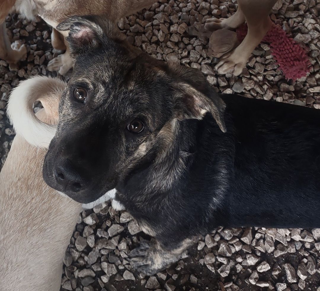 Enlarge Kylo, a Adoptable Mixed Breed in Guayama, PR image 1/3