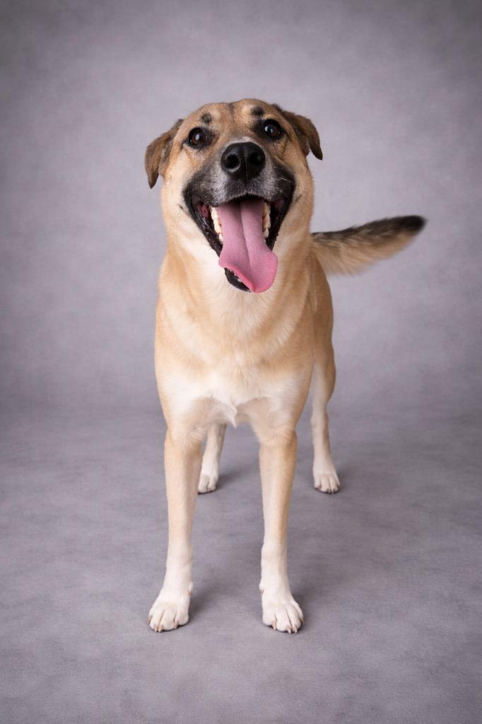 Enlarge Hogan, a Adoptable mixed breed in Hardeeville, SC image 1/1