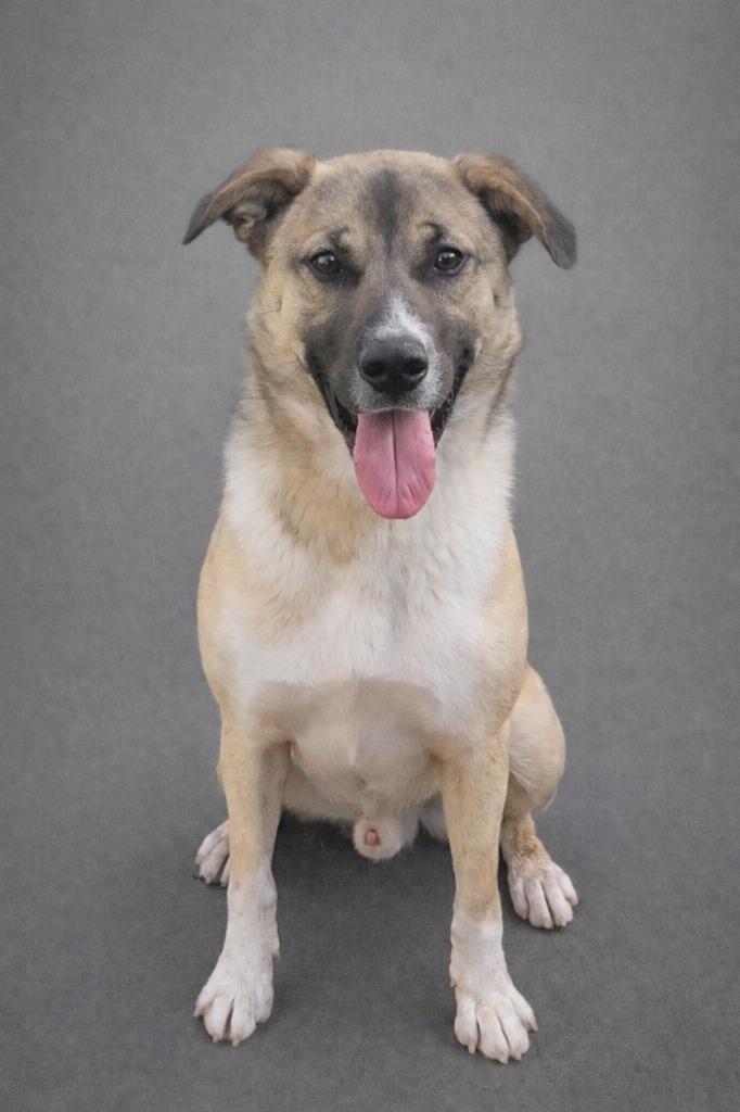 Hogan, a Adoptable mixed breed in Hardeeville, SC image 2/2