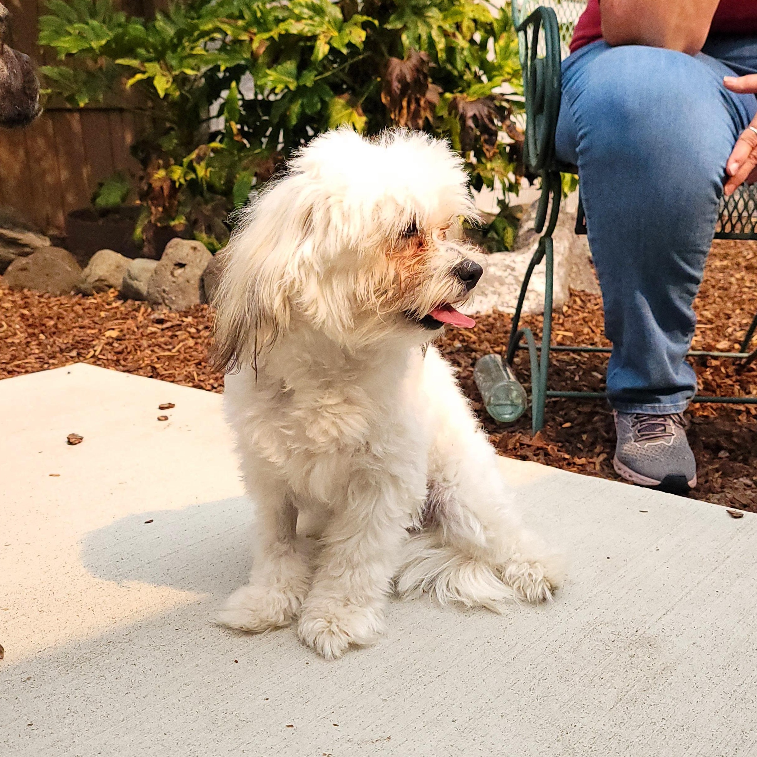 Zadie, a Adoptable mixed breed in Sequim, WA image 3/4
