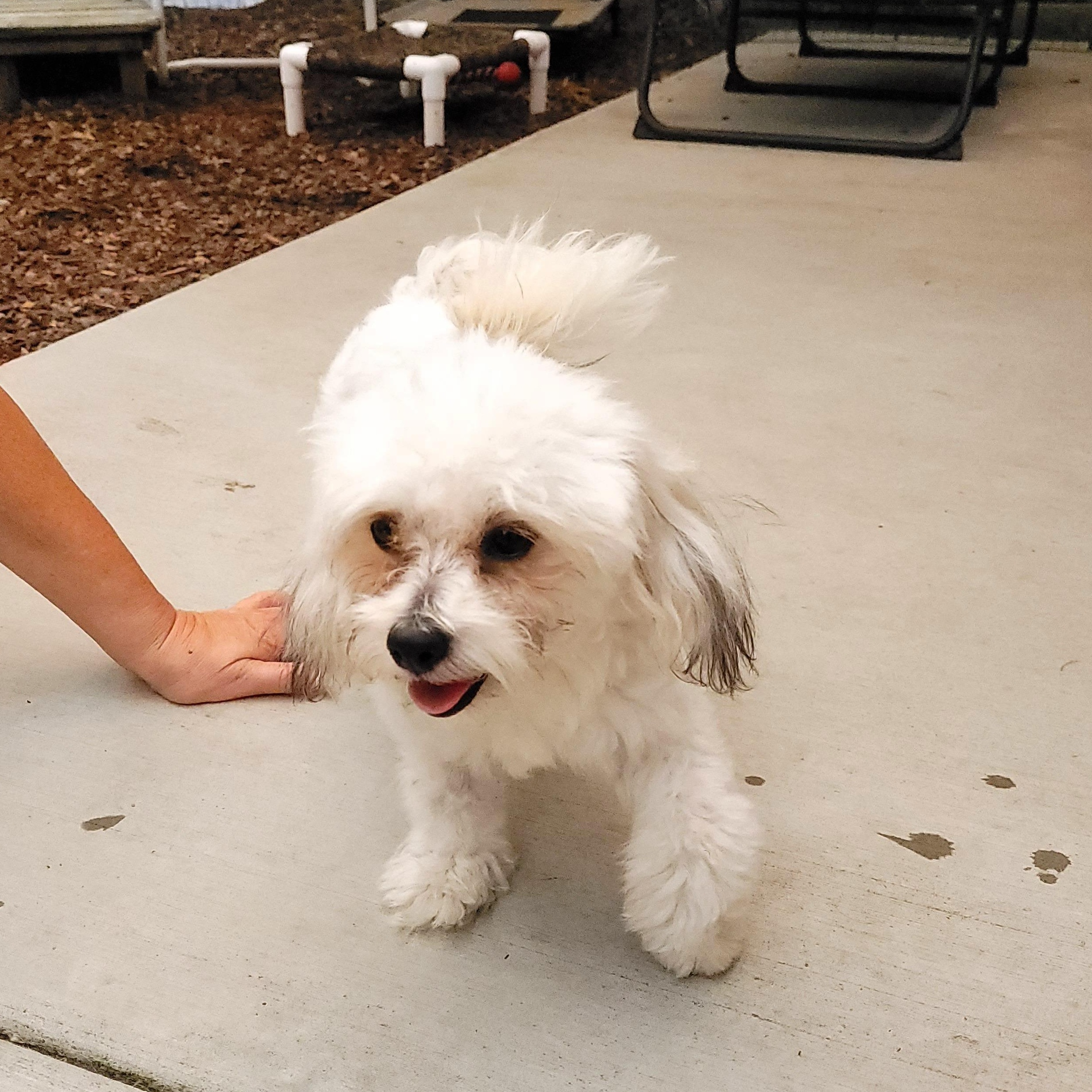 Zadie, a Adoptable mixed breed in Sequim, WA image 4/4