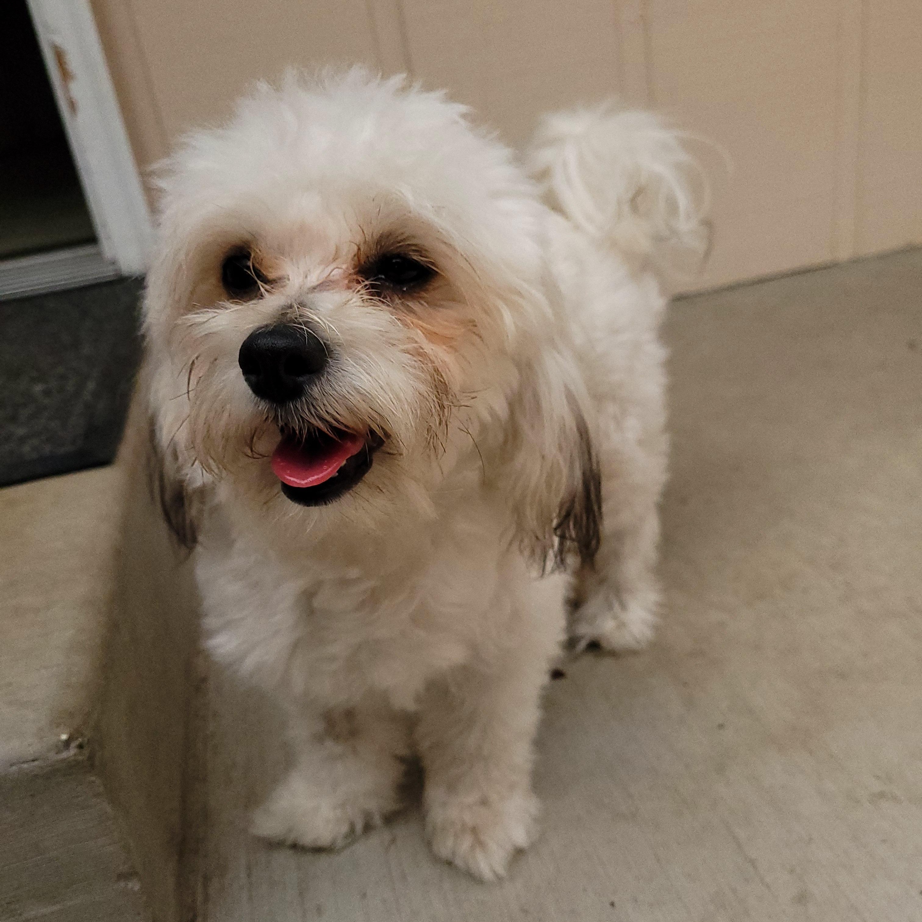 Zadie, a Adoptable mixed breed in Sequim, WA image 2/4