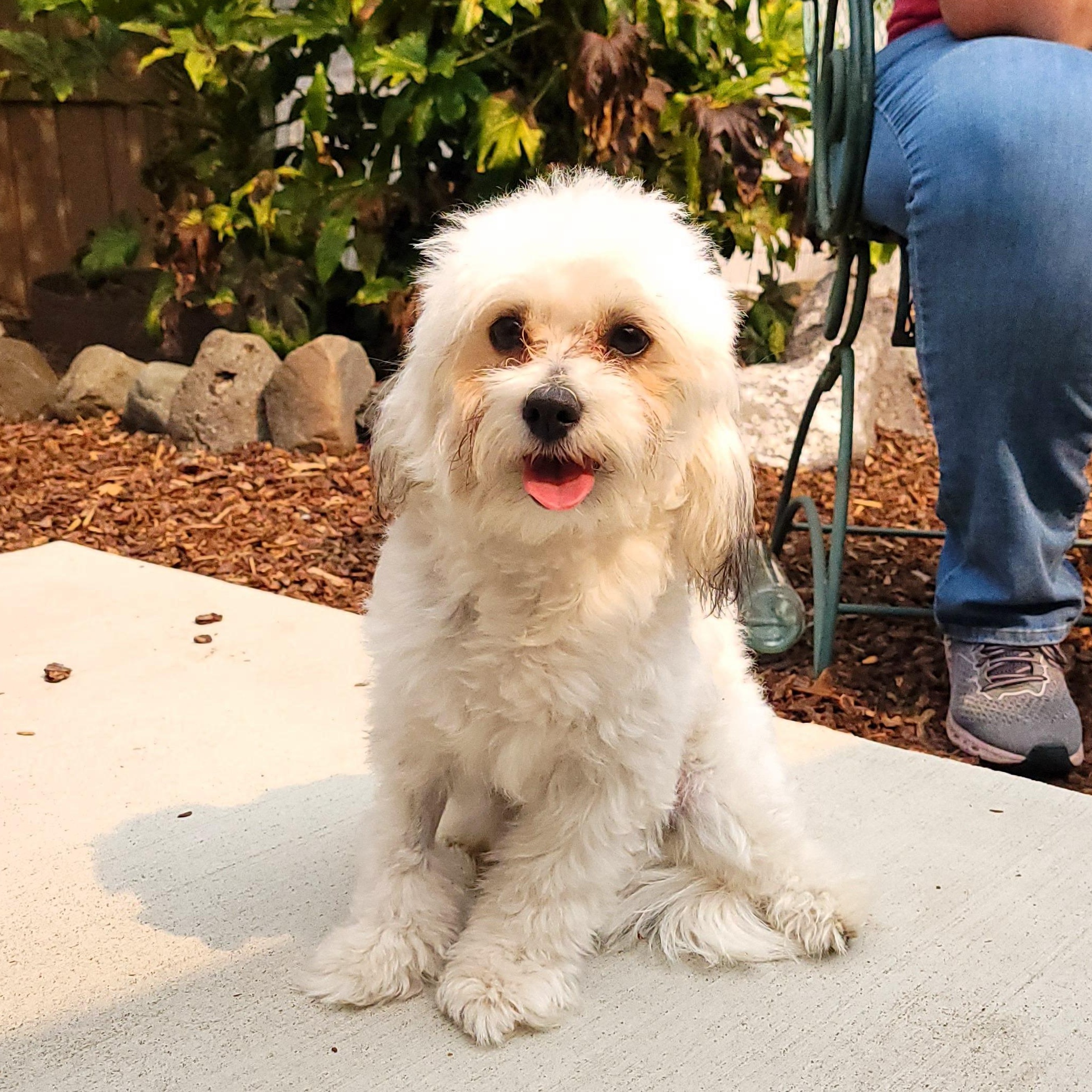 Zadie, Adoptable, Young Female Maltese.