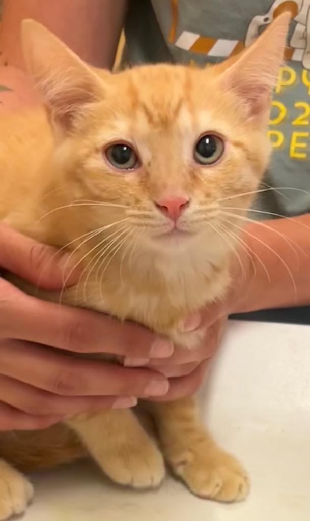 SAMMY, Adoptable, Kitten Male Domestic Short Hair.