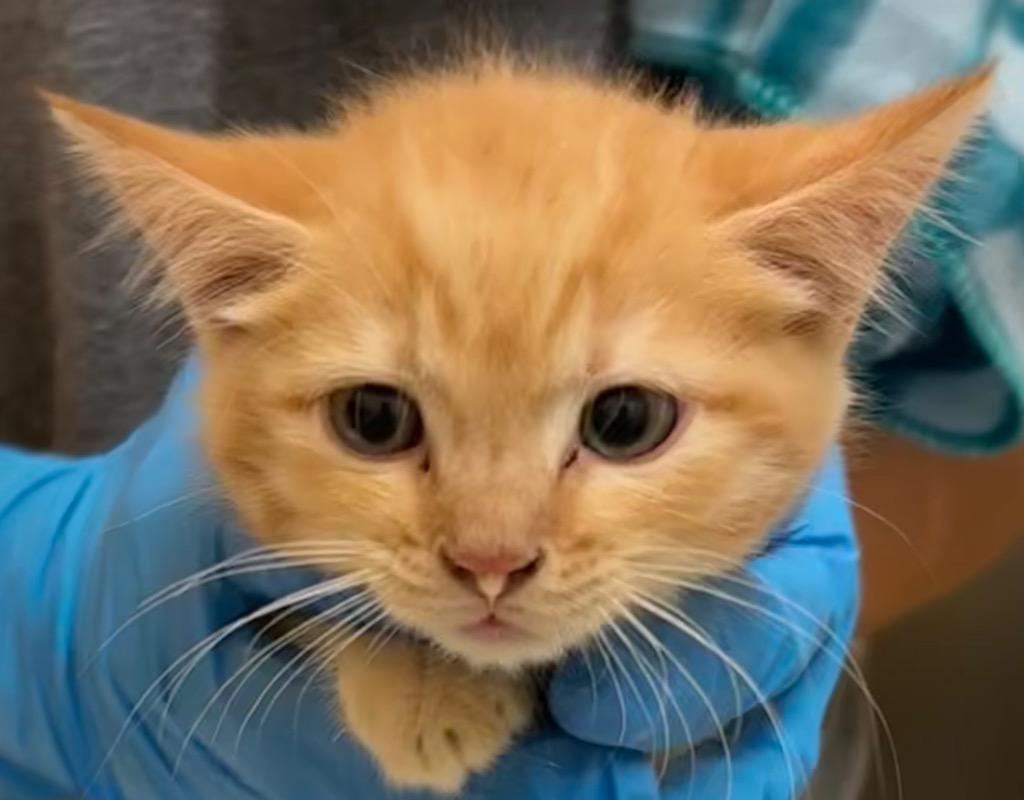 SAMMY, Adoptable, Young Male Domestic Short Hair.