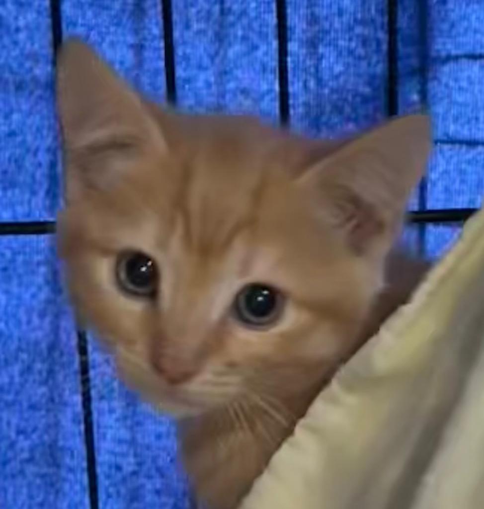 SAMMY, Adoptable, Young Male Domestic Short Hair.