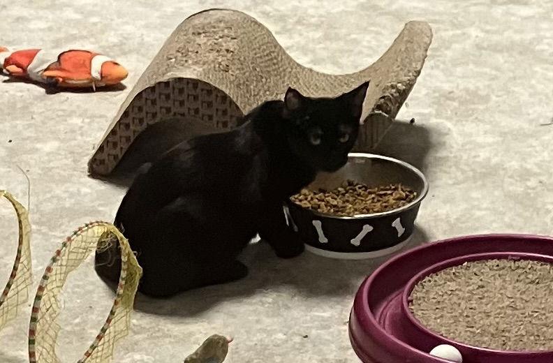 Enlarge Chanel - Black Cat - Foster Care, a Adoptable Domestic Short Hair in Mitchell, SD image 1/1