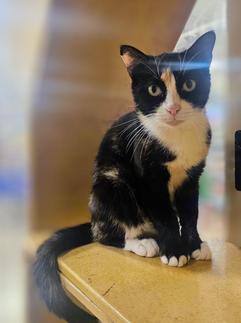 Enlarge Cali, a Adoptable Domestic Short Hair in Pearland, TX image 2/5