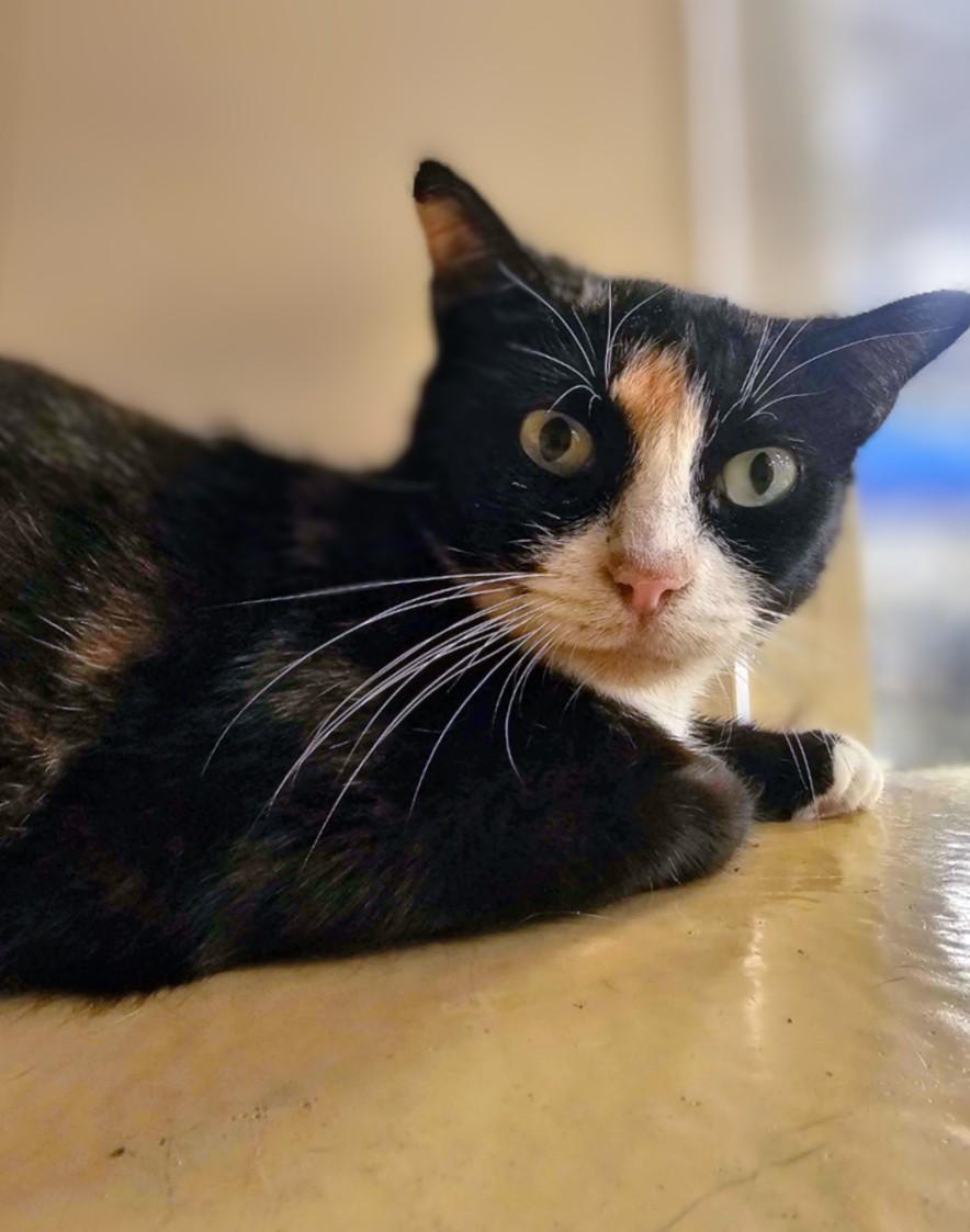 Enlarge Cali, a Adoptable Domestic Short Hair in Pearland, TX image 4/5
