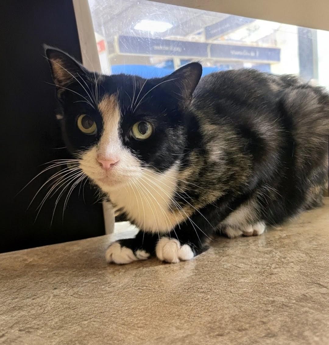 Cali, Adoptable, Adult Female Domestic Short Hair.