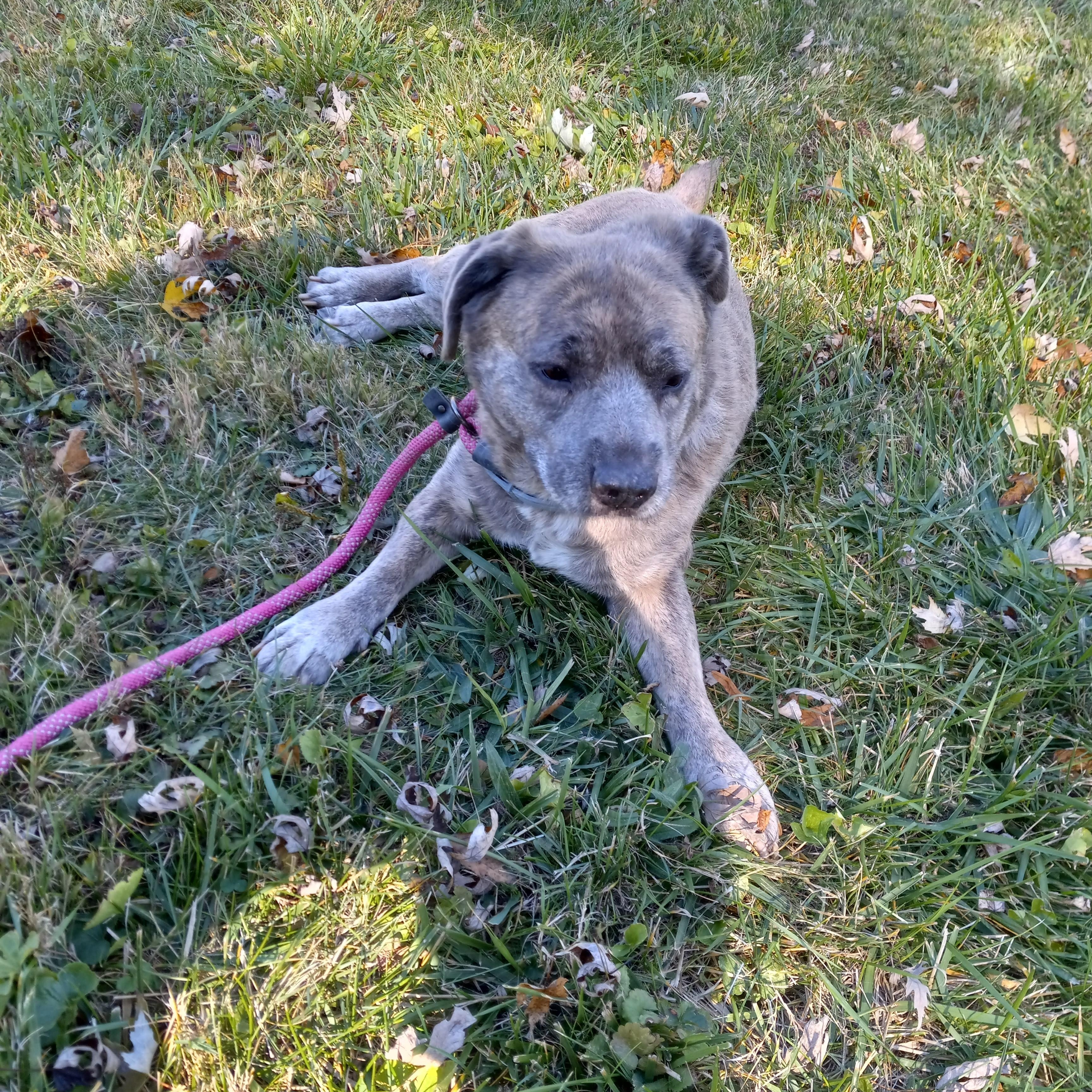 Violet, a Adoptable mixed breed in Fort Wayne, IN image 2/6