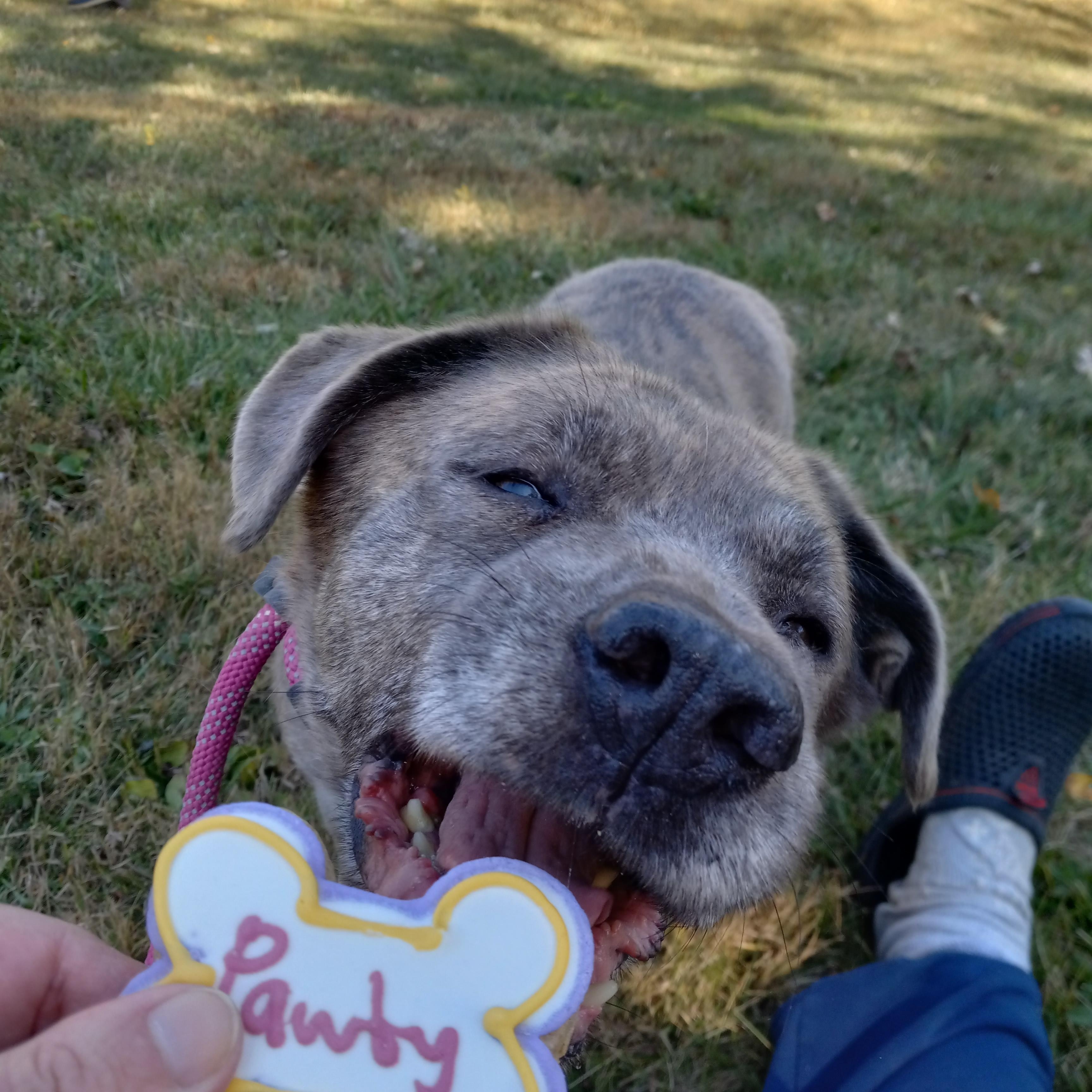 Violet, a Adoptable mixed breed in Fort Wayne, IN image 1/6