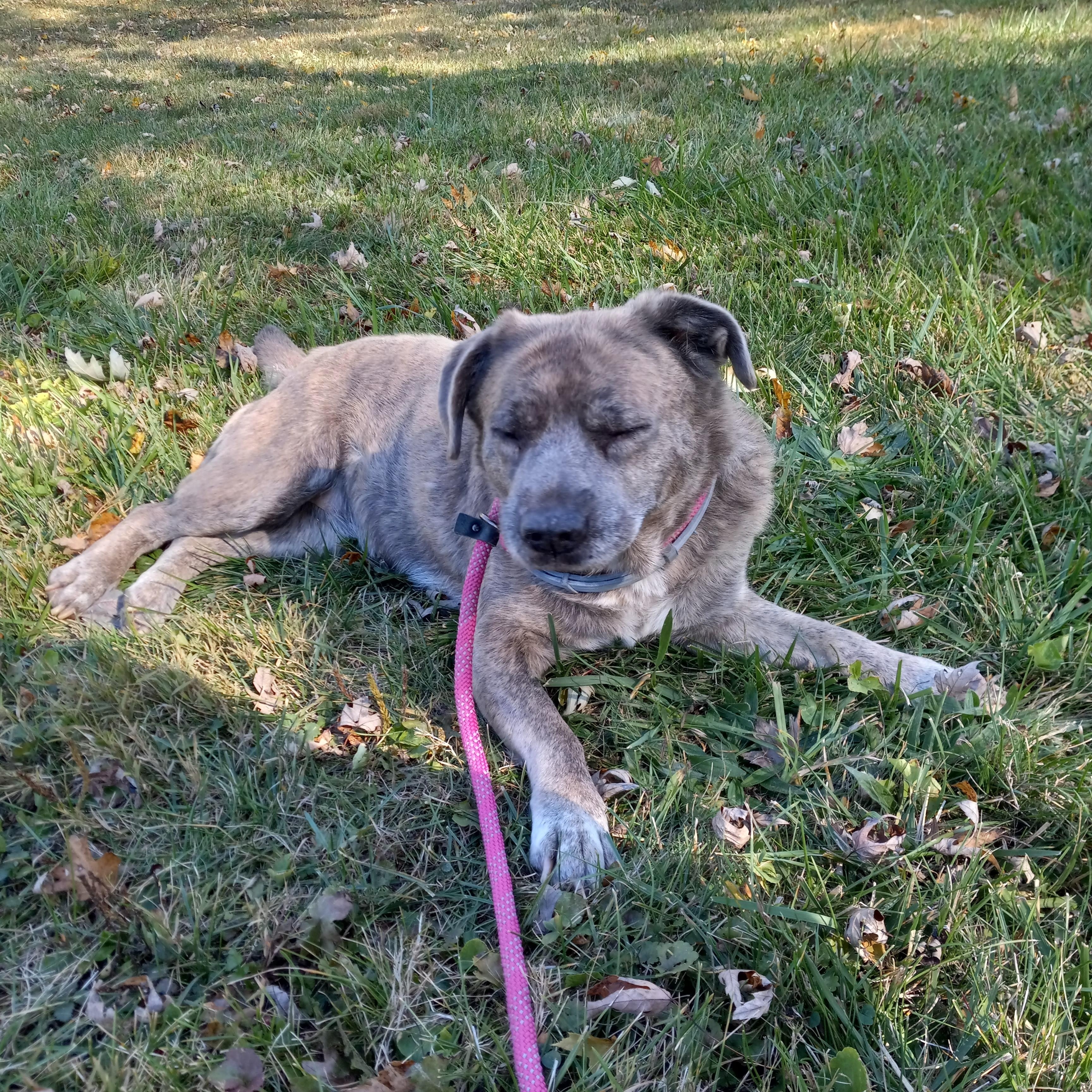 Violet, a Adoptable mixed breed in Fort Wayne, IN image 4/6