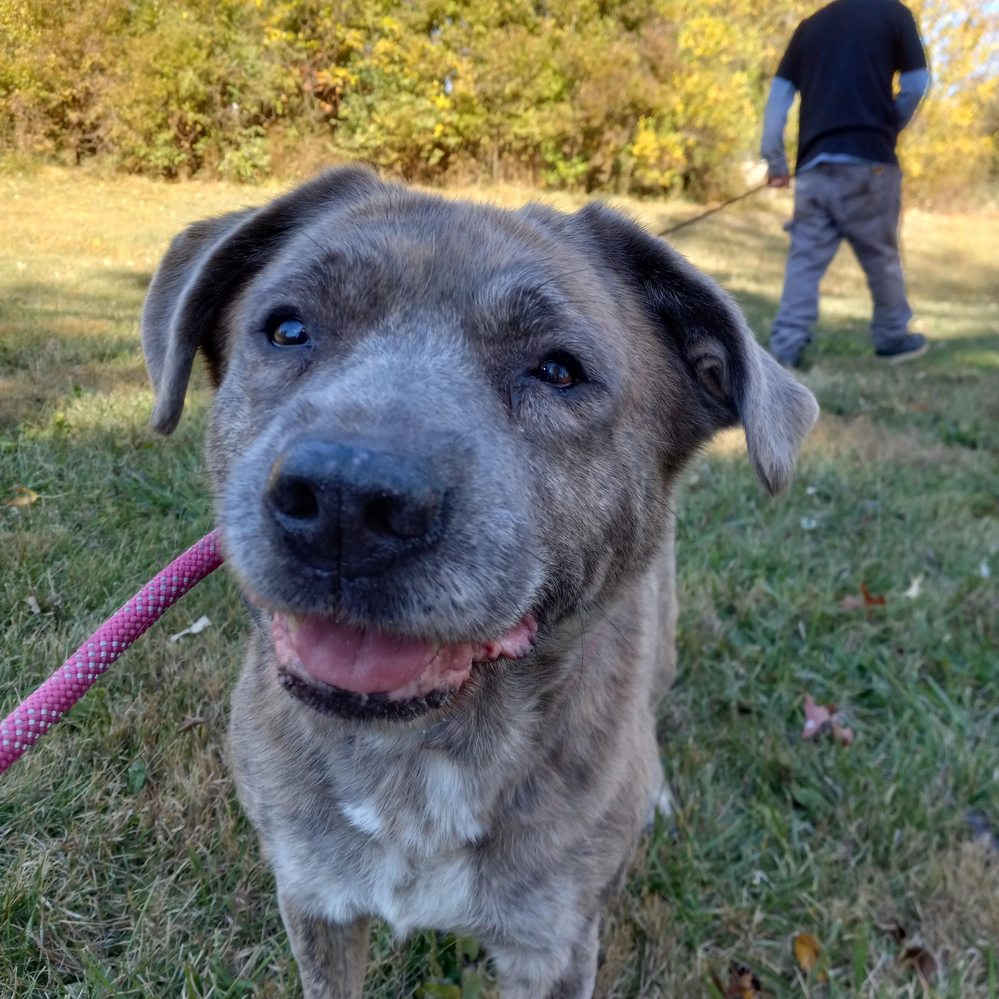 Violet, a Adoptable mixed breed in Fort Wayne, IN image 6/6
