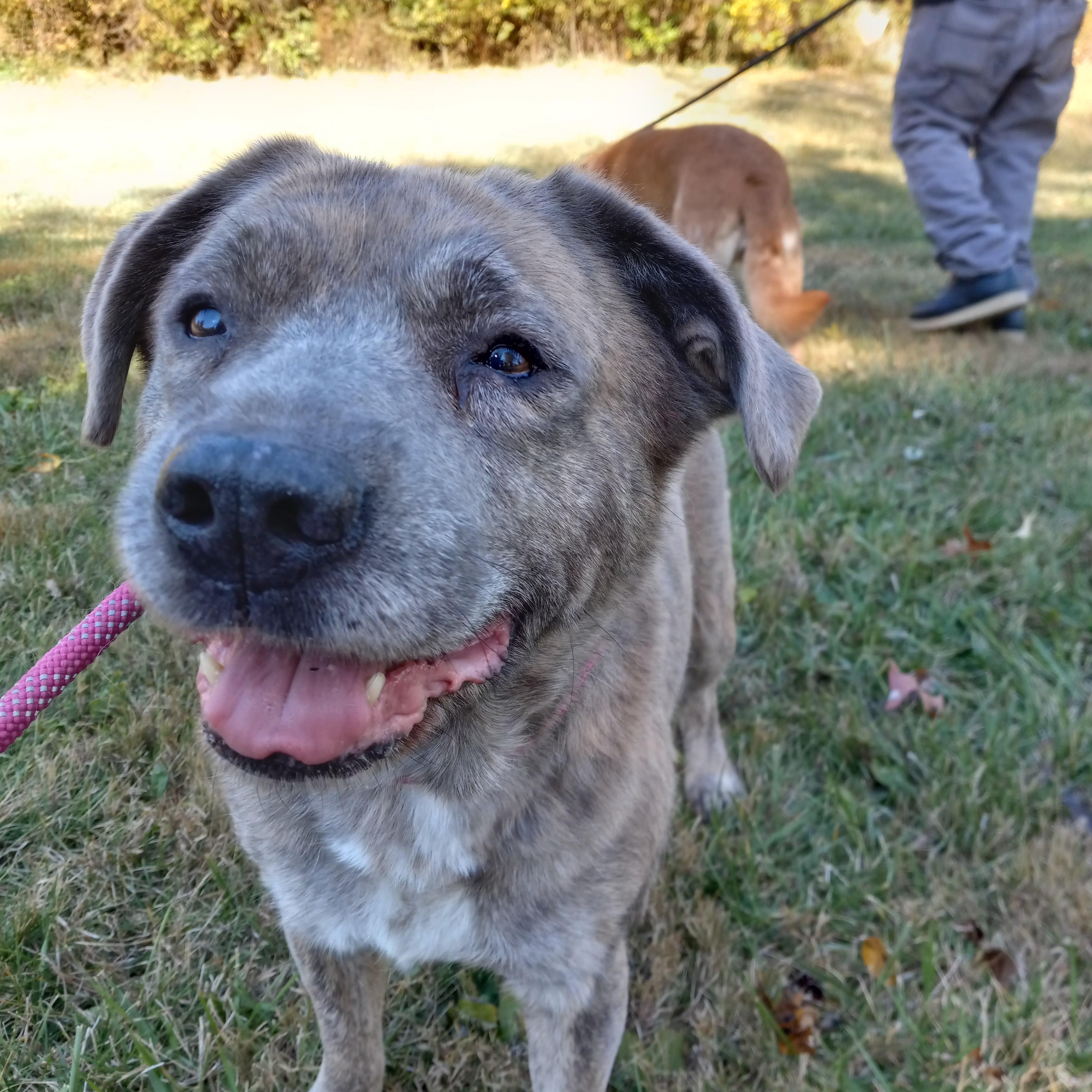 Violet, a Adoptable mixed breed in Fort Wayne, IN image 5/6