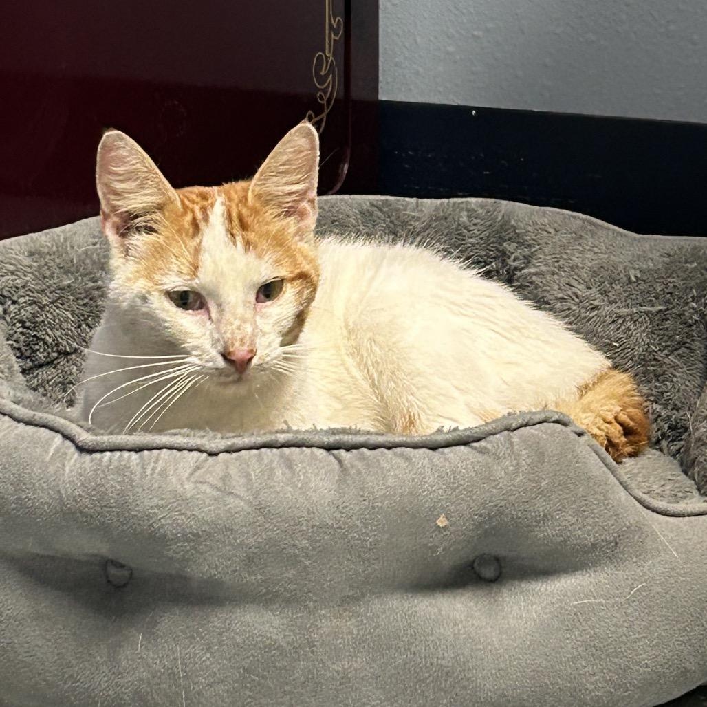 Roadie — thumbnail 2