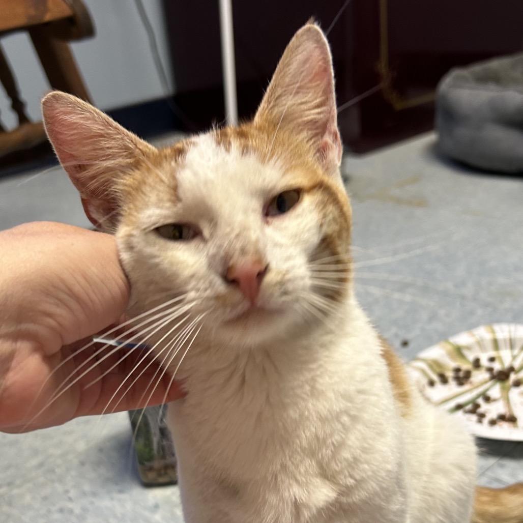 Roadie — thumbnail 4