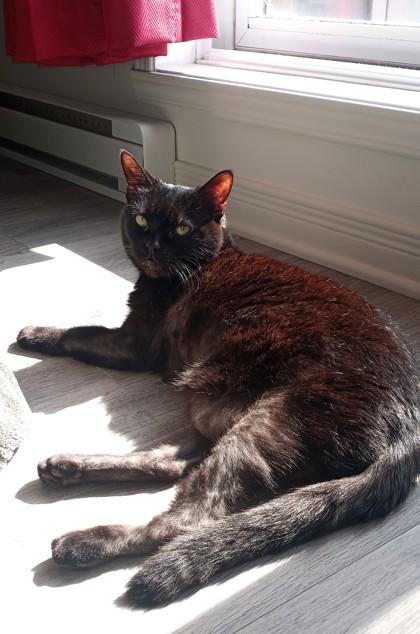 Toupie, Adoptable, Senior Female Domestic Short Hair & Domestic Short Hair.