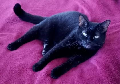 Enlarge Toupie, a Adoptable Domestic Short Hair in Montreal, QC image 2/3