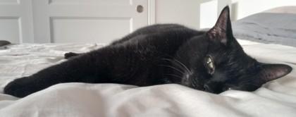 Enlarge Toupie, a Adoptable Domestic Short Hair in Montreal, QC image 3/3