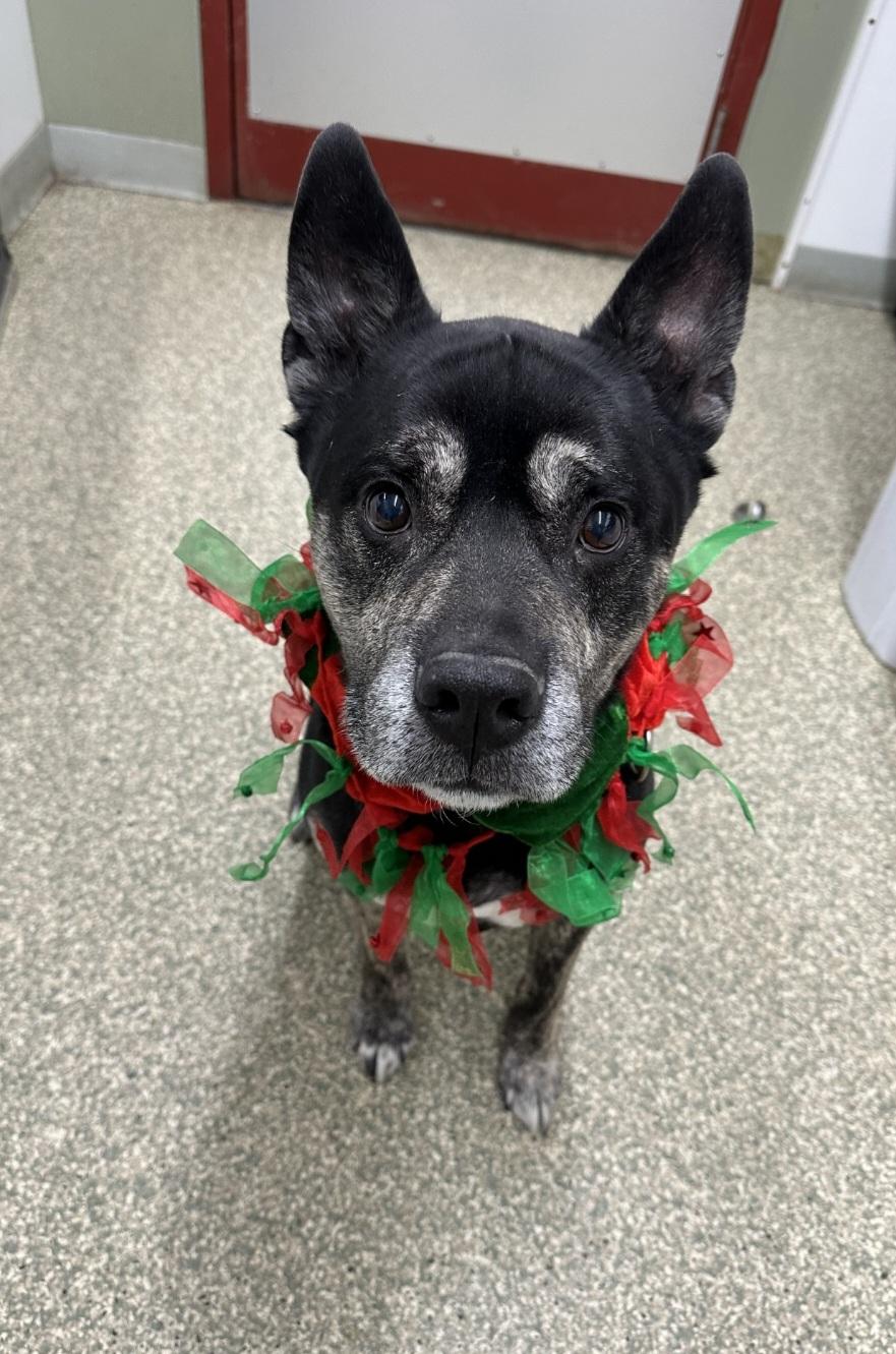 Enlarge Smokey, a Adoptable mixed breed in Warwick, RI image 1/4