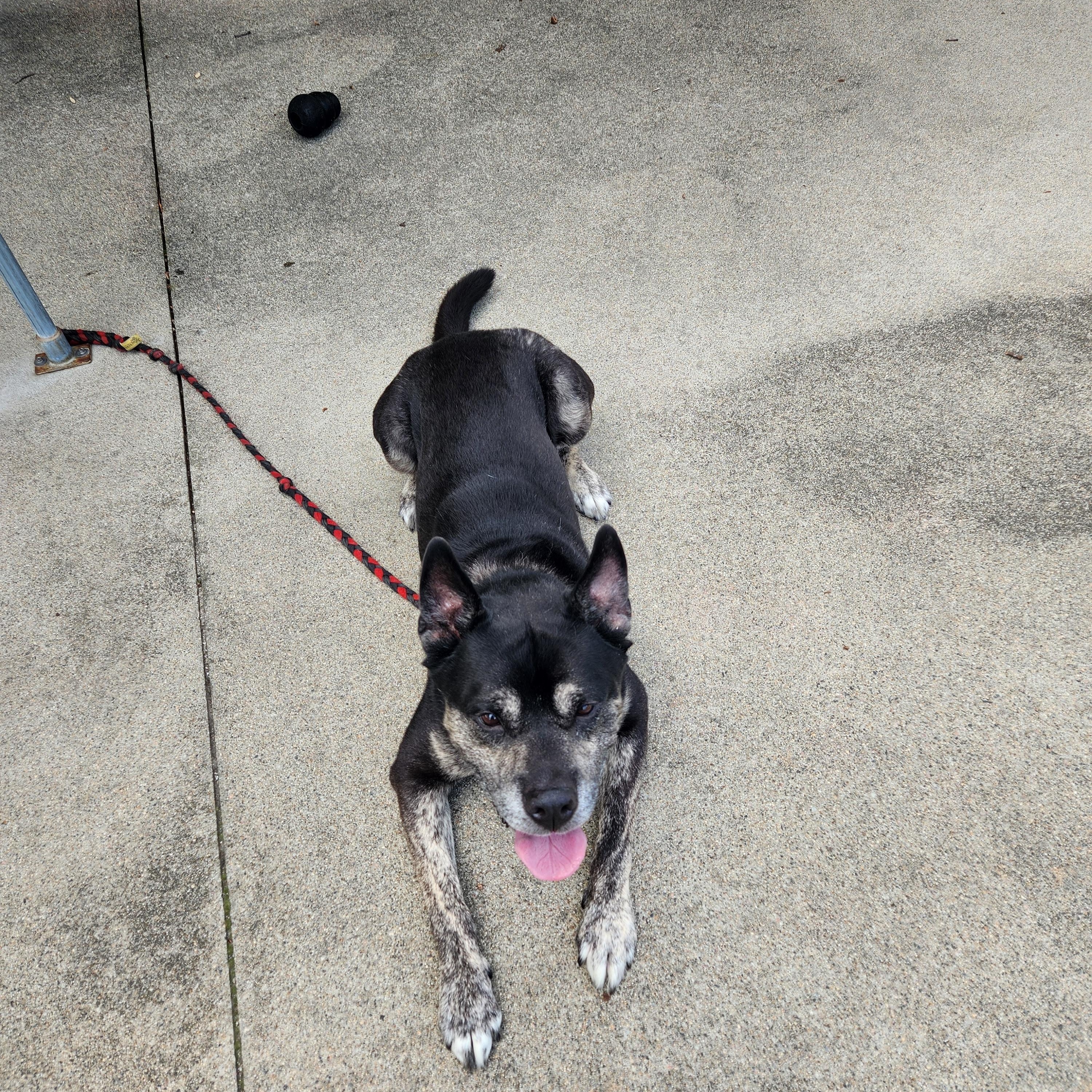 Smokey, a Adoptable mixed breed in Warwick, RI image 2/2