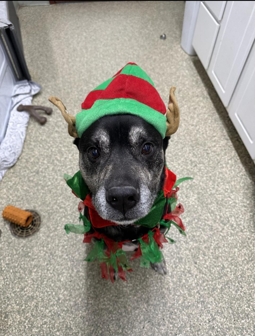 Enlarge Smokey, a Adoptable mixed breed in Warwick, RI image 4/4