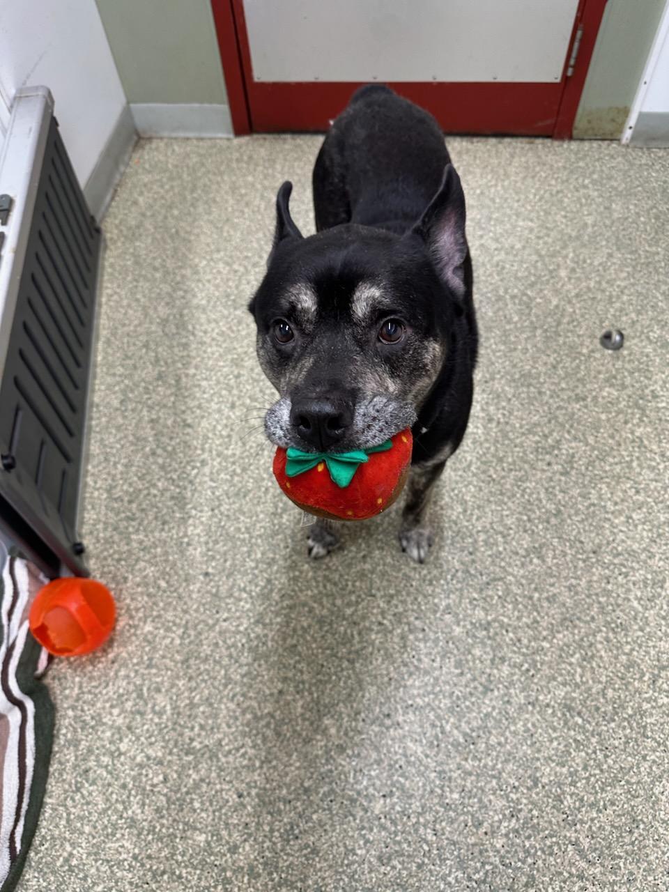 Smokey, a Adoptable mixed breed in Warwick, RI image 1/2