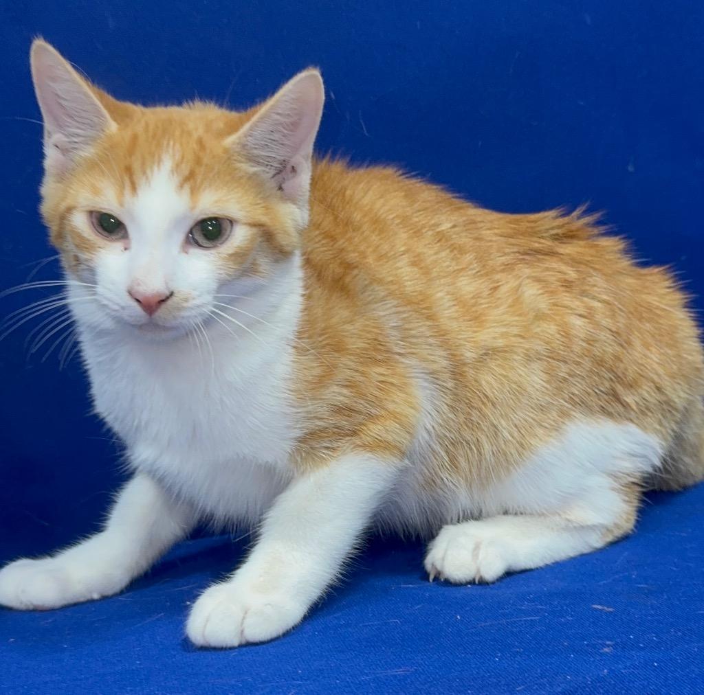 Carter, Adoptable, Kitten Male Domestic Medium Hair.