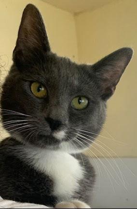 Roxie ( MC), a Adoptable Tuxedo in Vallejo, CA image 2/3