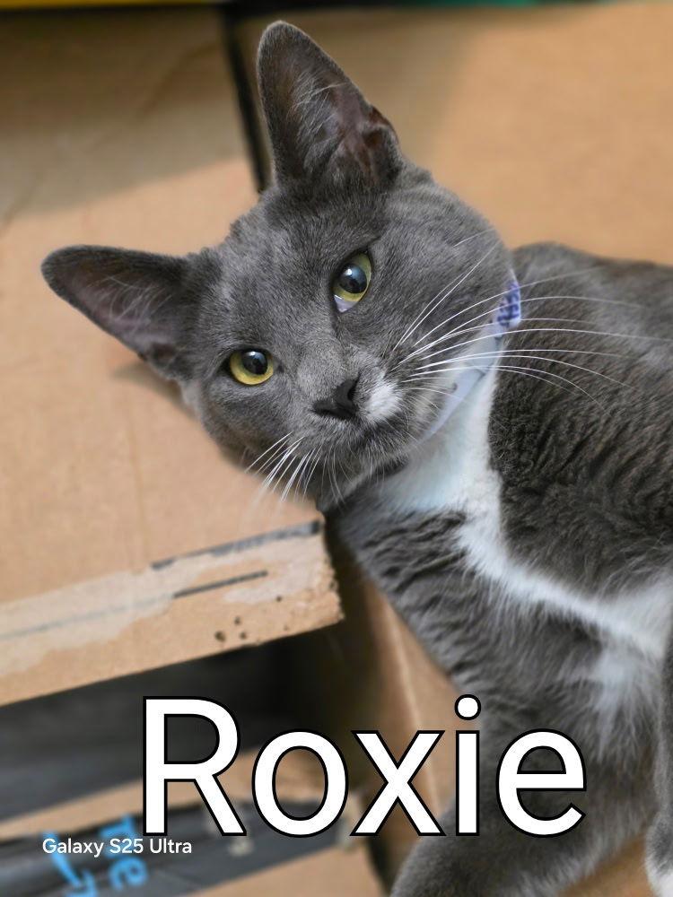 Roxie ( MC), a Adoptable Tuxedo in Vallejo, CA image 3/3