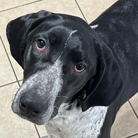 Enlarge Olivia, an adopted mixed breed in Chelmsford, MA image 2/3