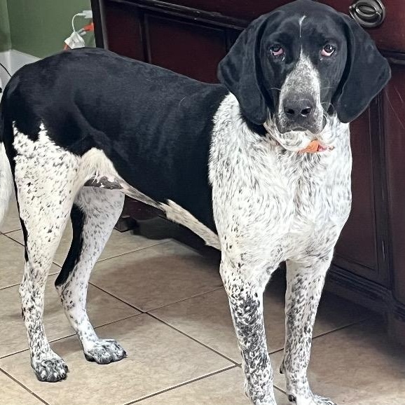 Enlarge Olivia, an adopted mixed breed in Chelmsford, MA image 1/3