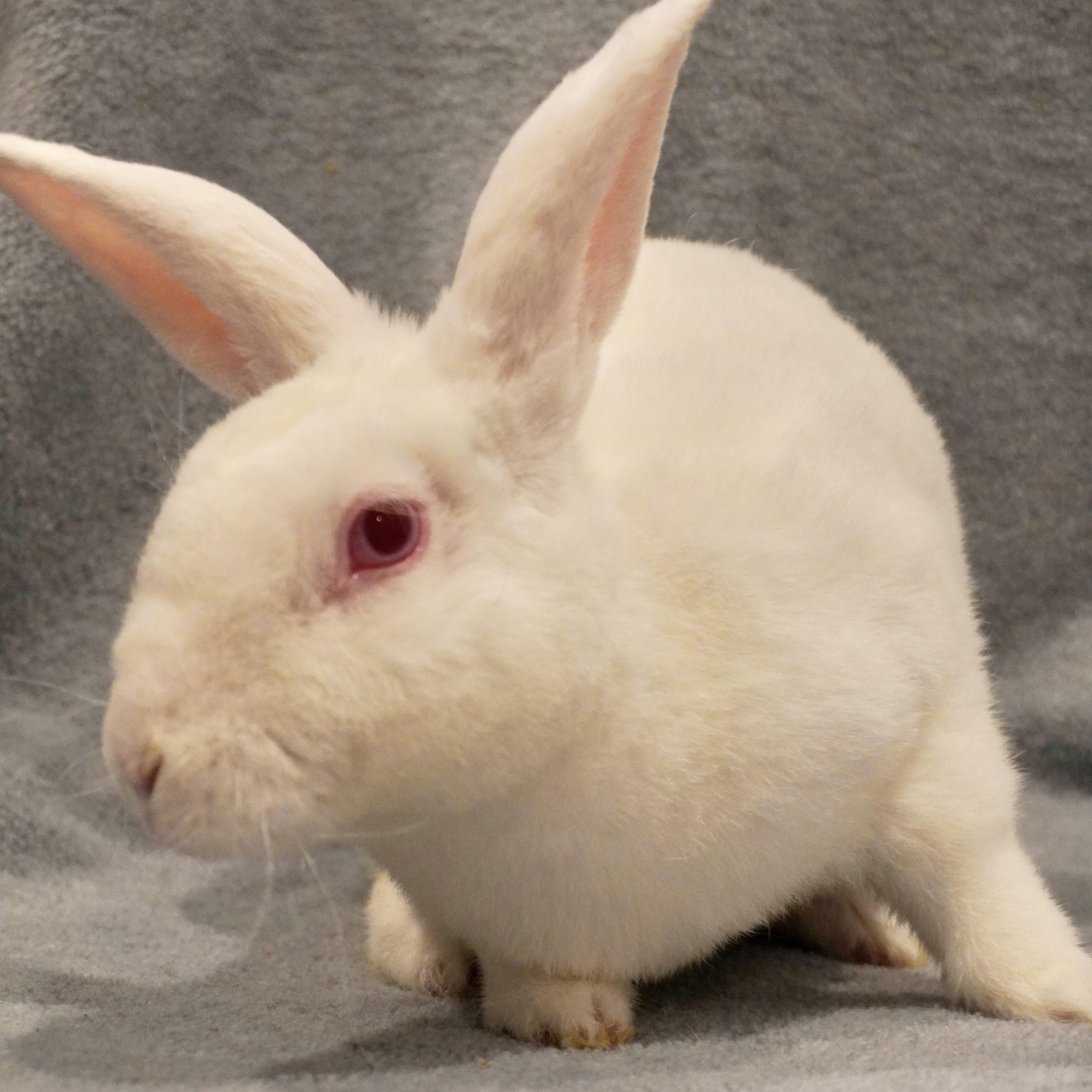 Enlarge Loki, a Adoptable mixed breed in San Antonio, TX image 1/2