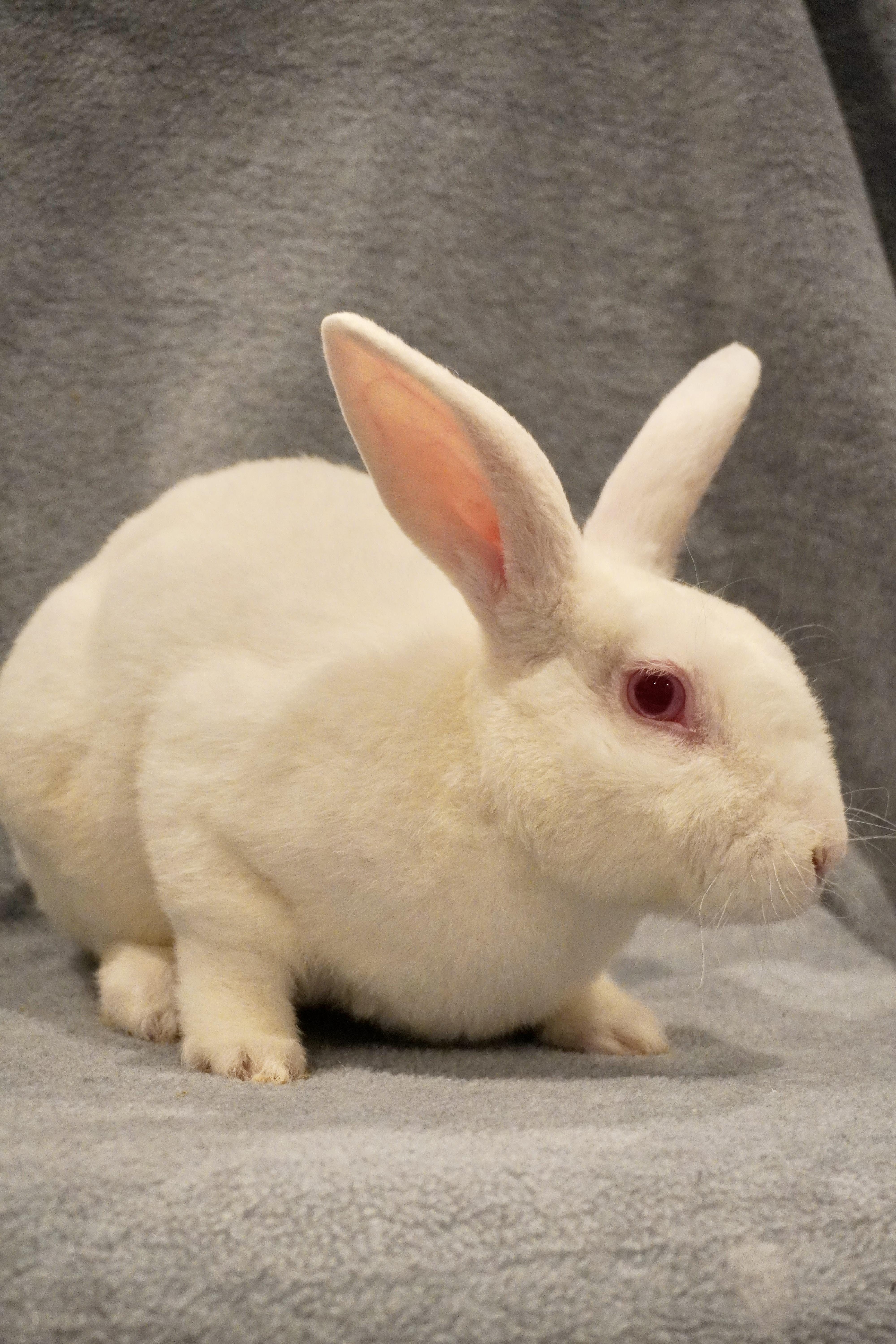 Enlarge Loki, a Adoptable mixed breed in San Antonio, TX image 2/2