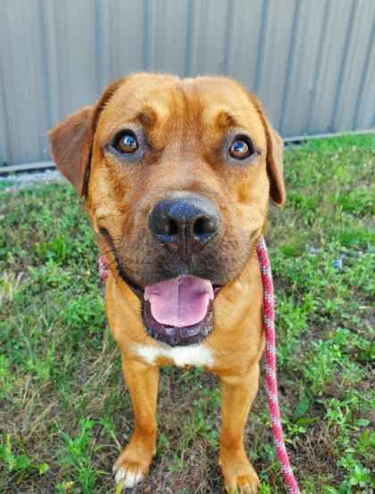 Charlie, adopted, Adult Male Labrador Retriever.