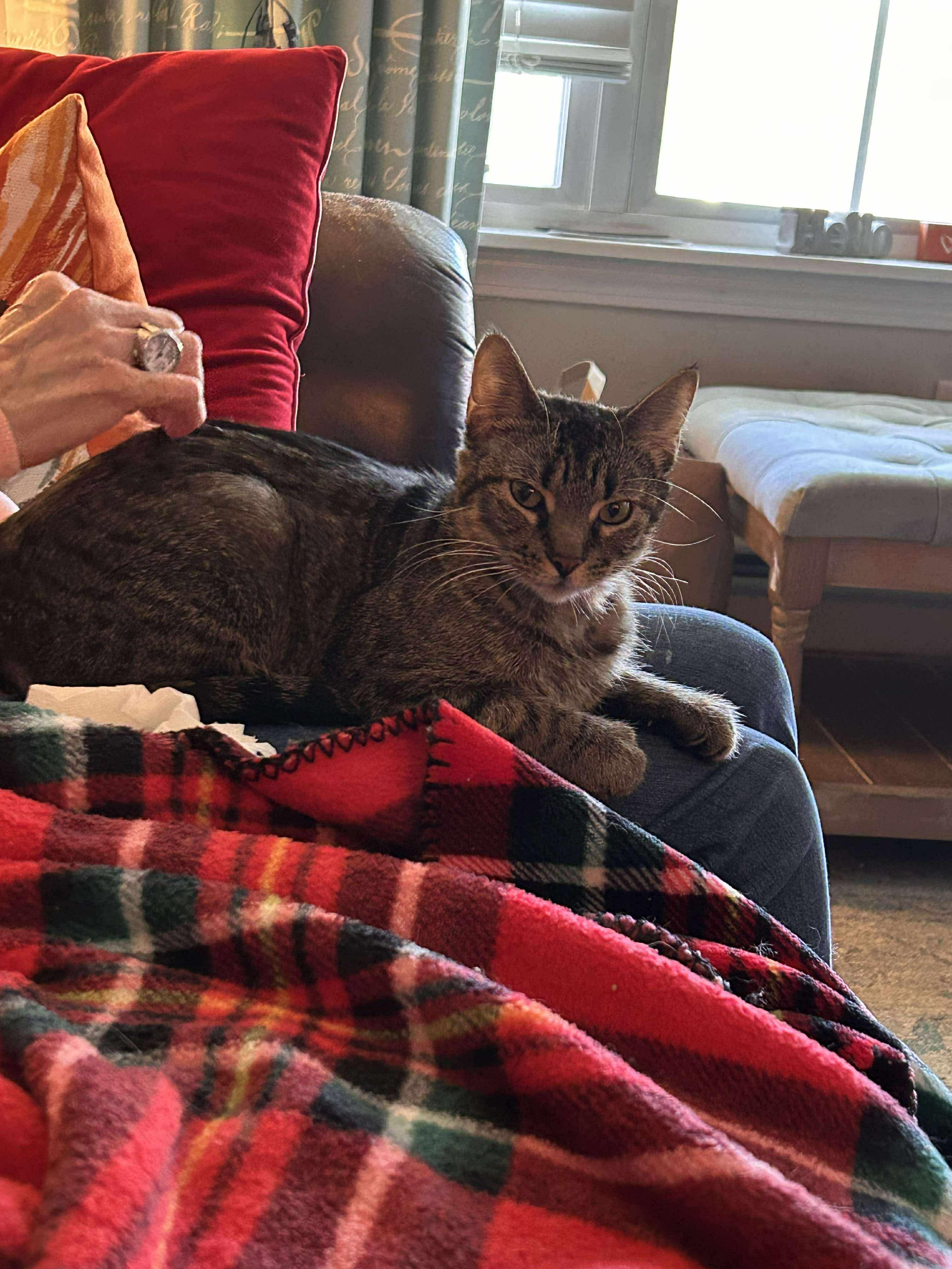 Enlarge Komeko, a Adoptable Domestic Short Hair in Belchertown, MA image 1/2